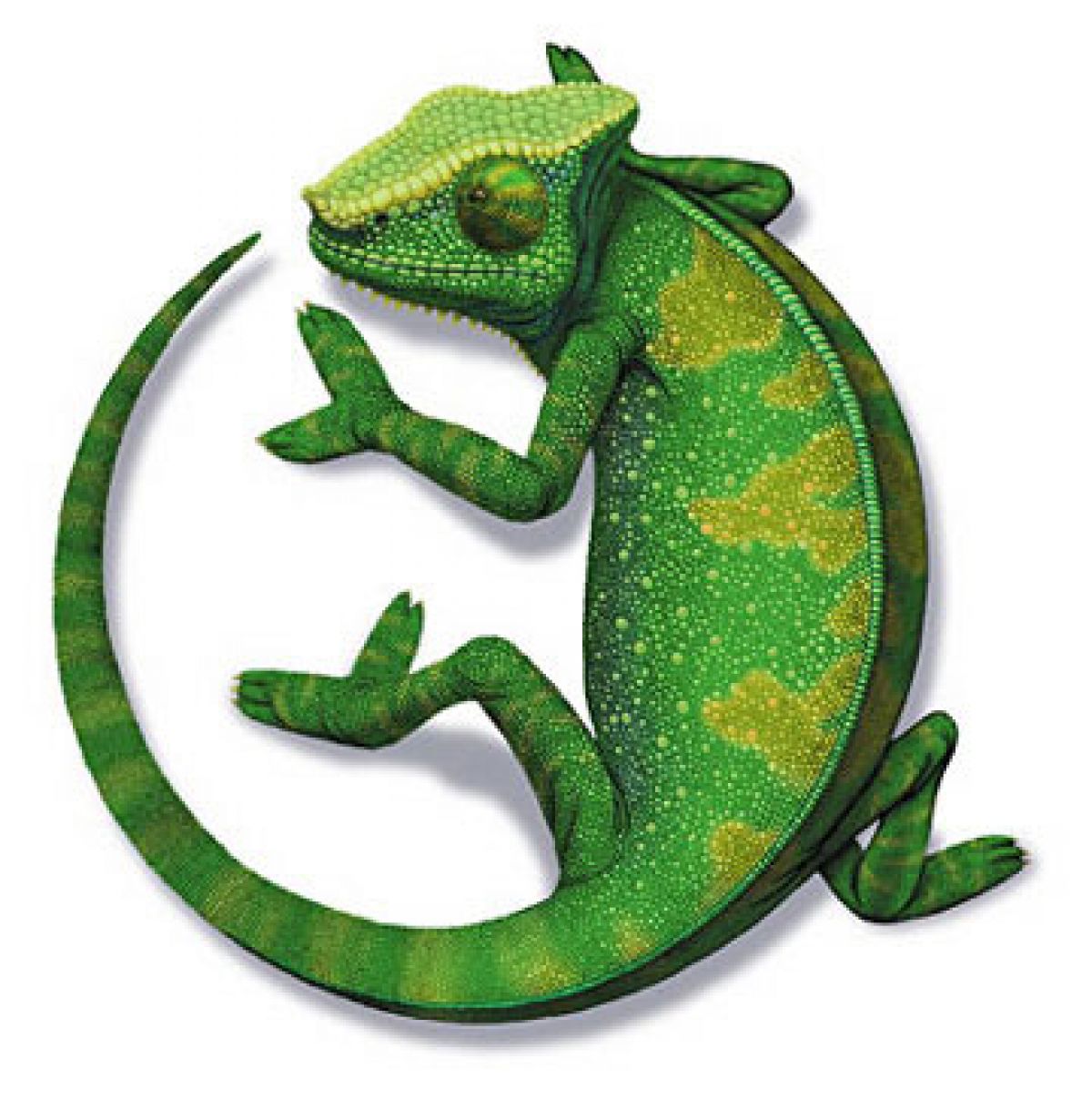 Le Caméléon Sous la Lune Le Caméléon Sous la Lune